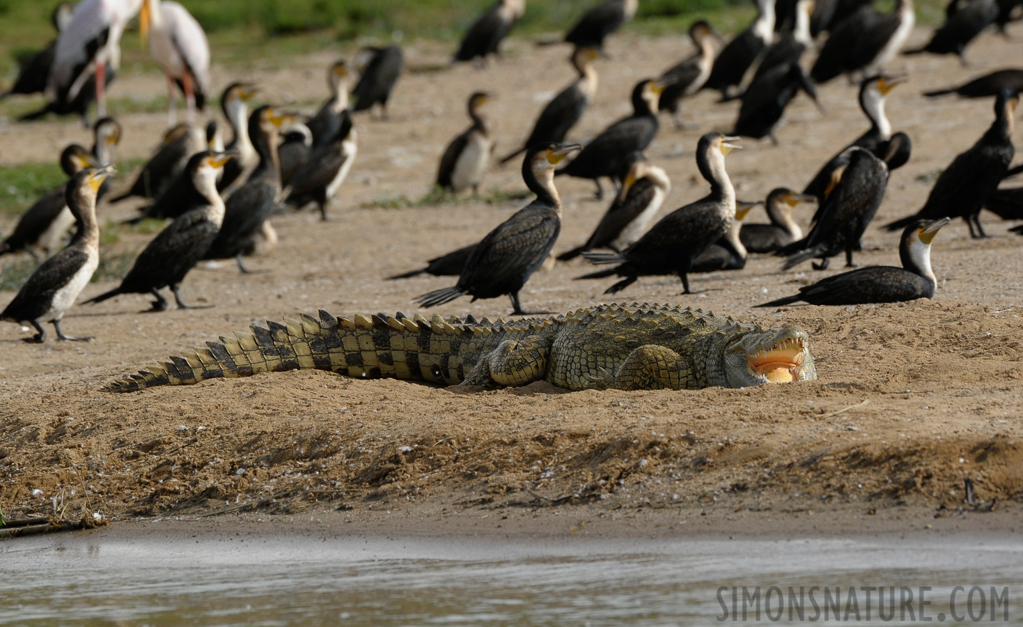 Crocodylus niloticus chamses [400 mm, 1/2000 sec at f / 7.1, ISO 800]